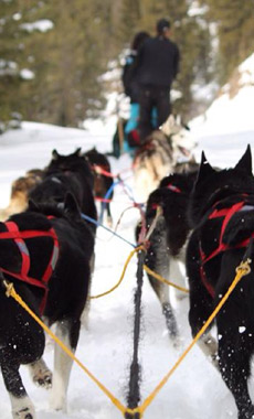 Dog Sledding in Montana and Yellowstone National Park