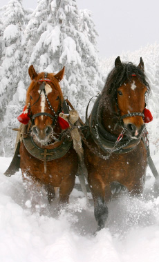 Sleigh Rides in Montana and Yellowstone National Park